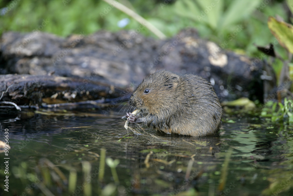 Water vole, Arvicola terrestris Water vole, Arvicola terrestris