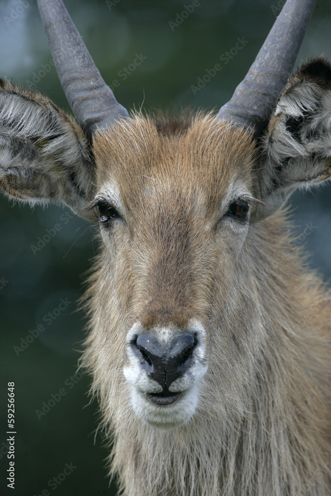 Fototapeta premium Waterbuck, Kobus ellipsipymaus,