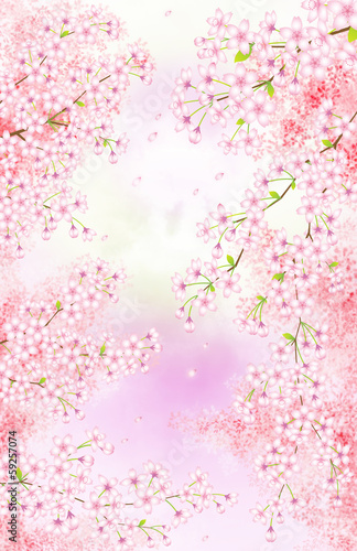 黄昏どきの桜
