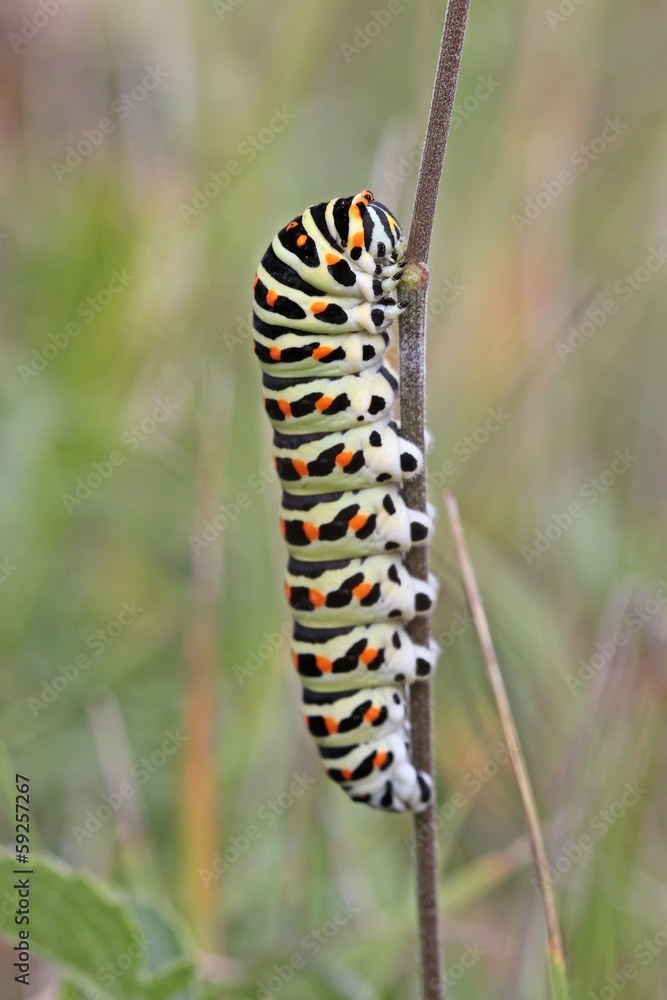 Schwalbenschwanz-Raupe (Papilio machaon) am Dörnberg