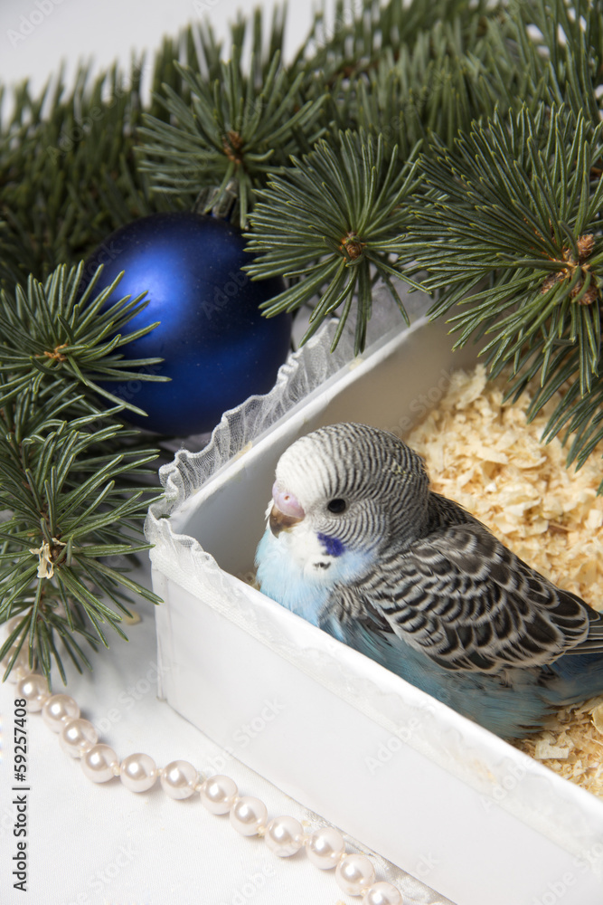 Fototapeta premium Christmas gift, two small bird