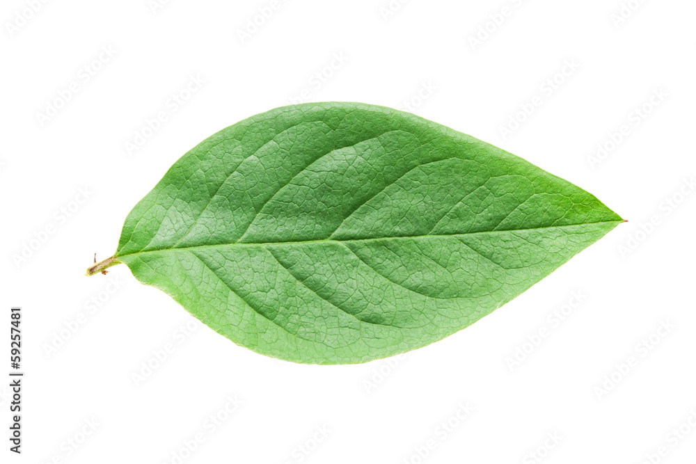 Obraz premium Green leaf
