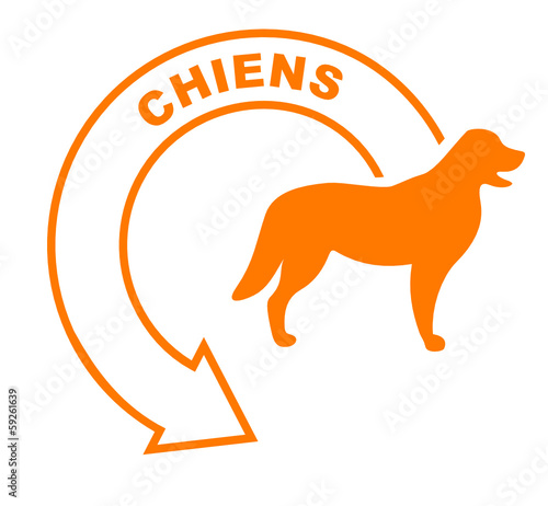 chiens flèche orange