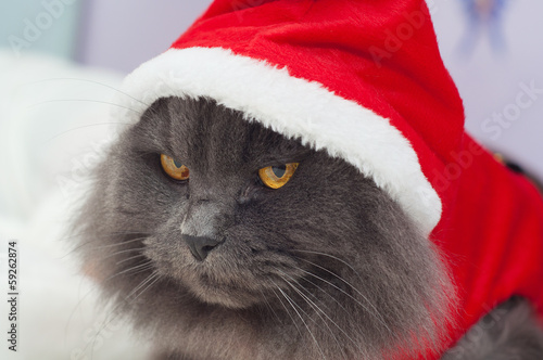 Beautiful gray cat with a Santa suit, Christmas clothes