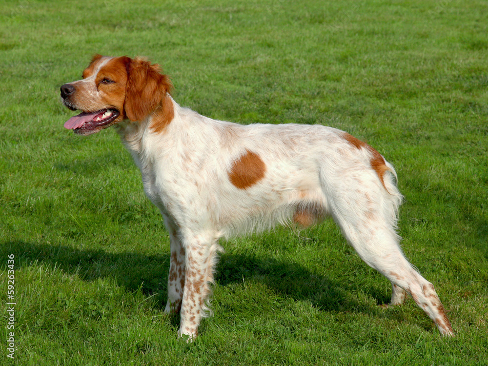 Typical spotted Brittany Spaniel dog