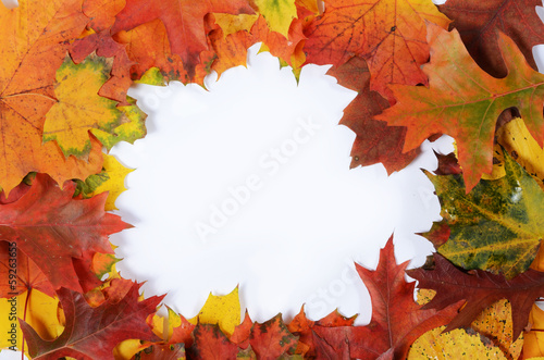 frame made of autumn leaves