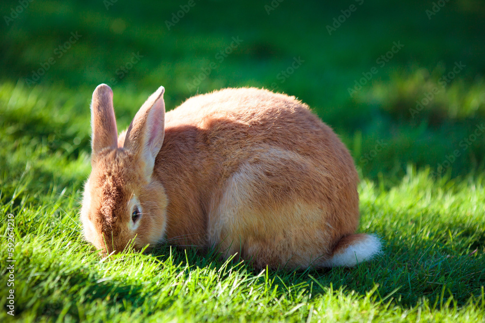 Easter rabbit on fresh green grass Easter rabbit on fresh green grass