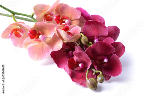 Fototapeta Naklejka Na Ścianę i Meble -  Beautiful blooming orchid isolated on white