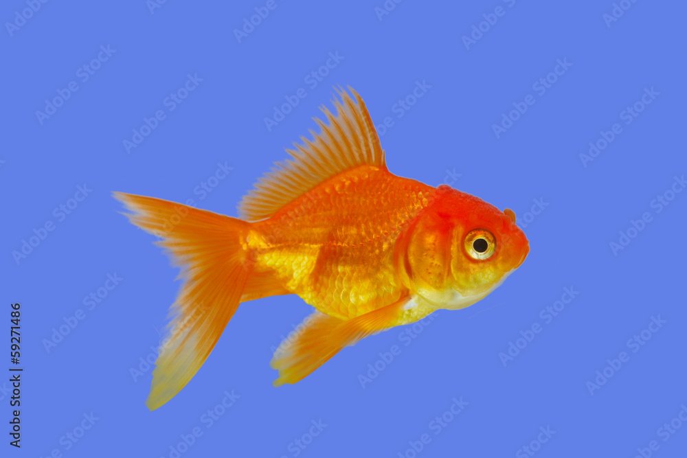 Gold fish on blue