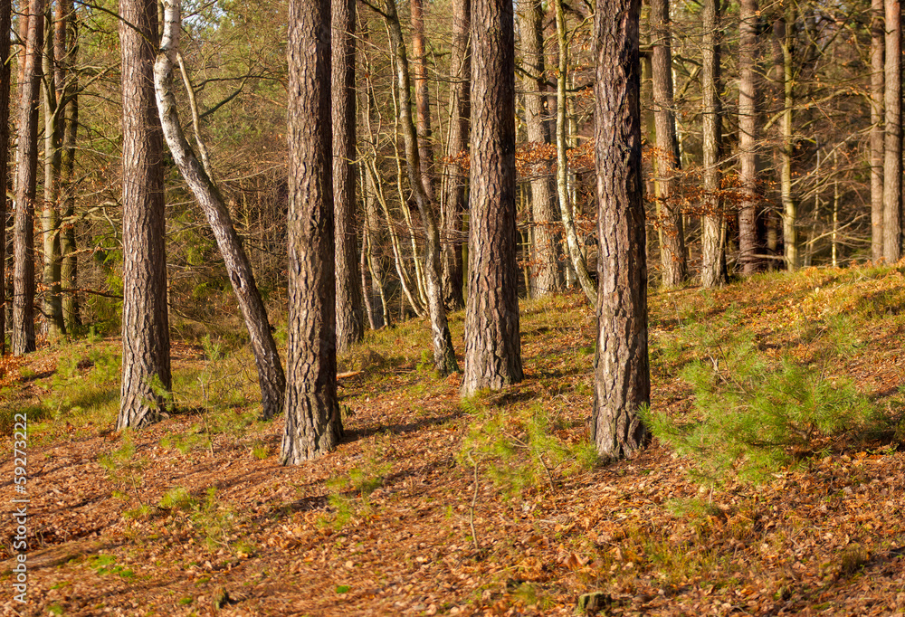 Autumn forest Autumn forest