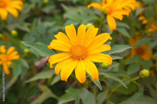 Mexican Sunflower from Chiang Mai Thailand © prawin99