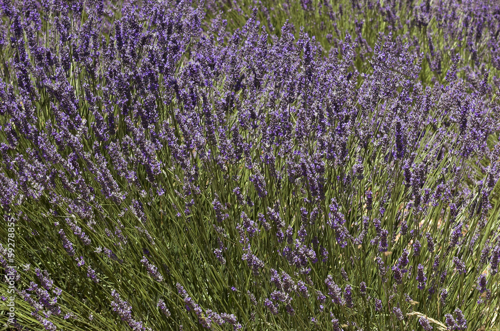 Naklejka premium lavande, Lavandin, Culture, provence, plateau de Valensole, 04