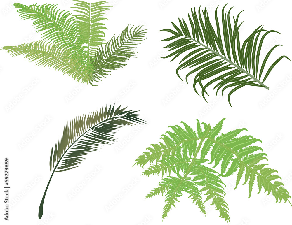 green fern and palm leaves isolated on white green fern and palm leaves isolated on white