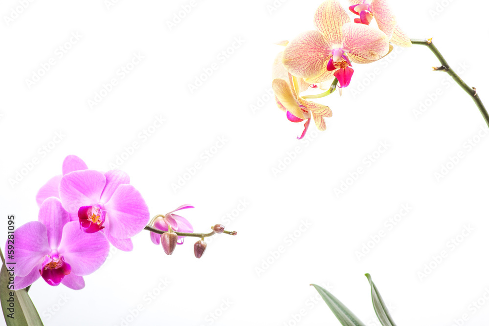 Naklejka premium orchid, isolated on white