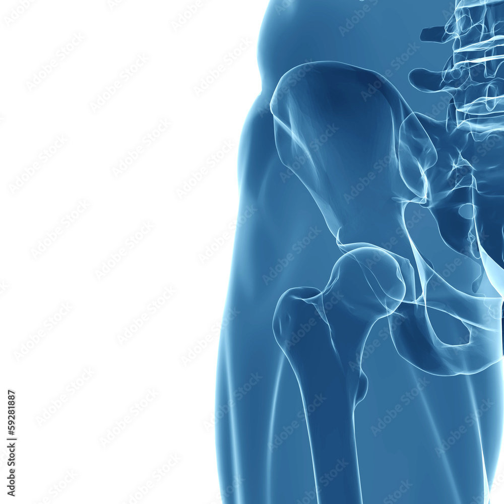 anatomy of human hip joint Stock Illustration Biology Diagrams