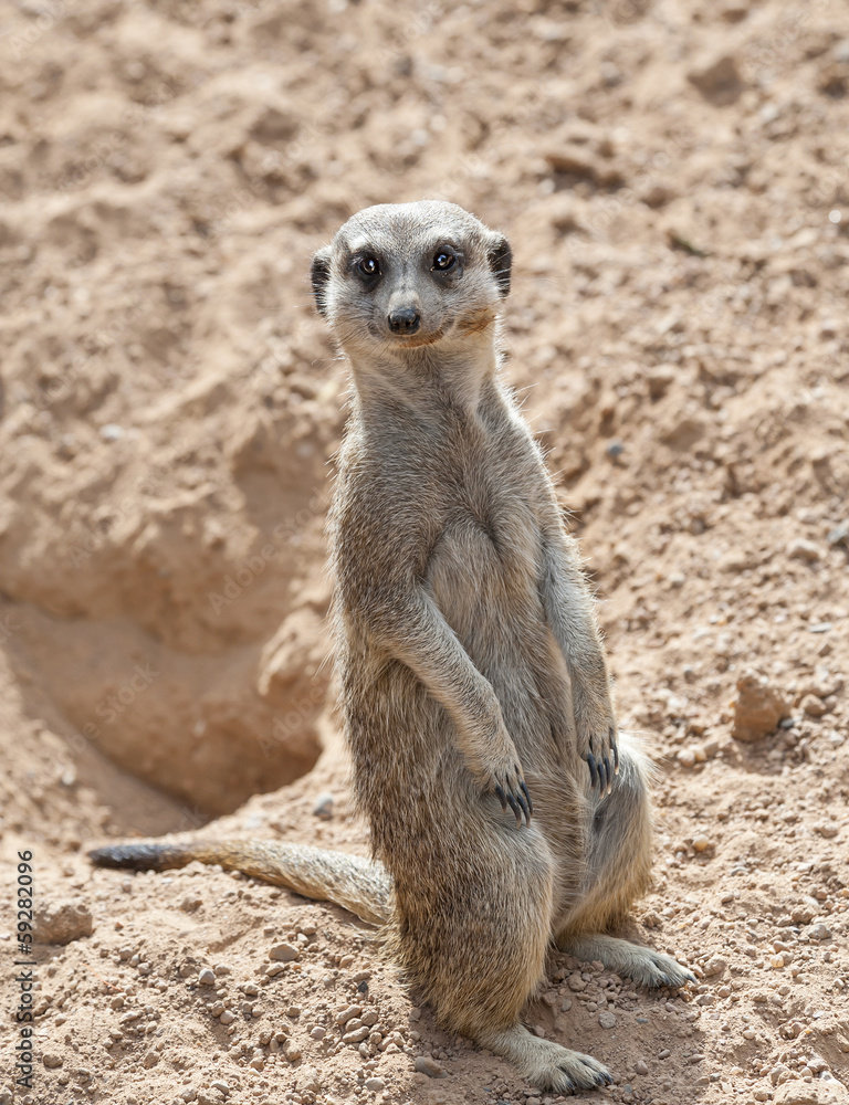 Meerkat on Guard Duty Meerkat on Guard Duty