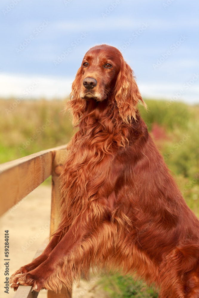 Red irish setter dog