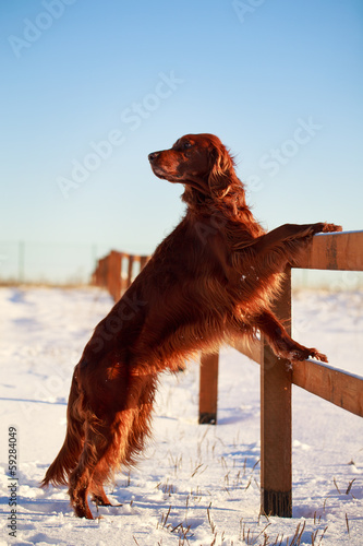 Obraz na płótnie Red irish setter dog