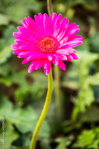 gerbera flower in chiangmai province Thailand