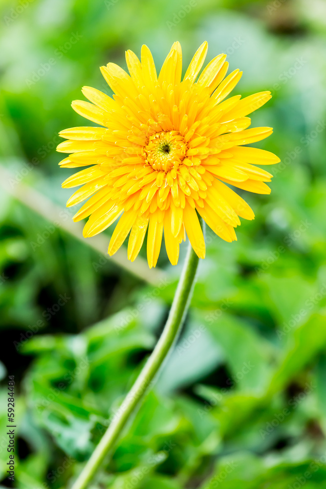 gerbera flower in chiangmai province Thailand gerbera flower in chiangmai province Thailand