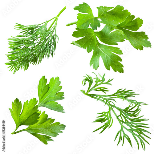 Parsley and dill isolated on white