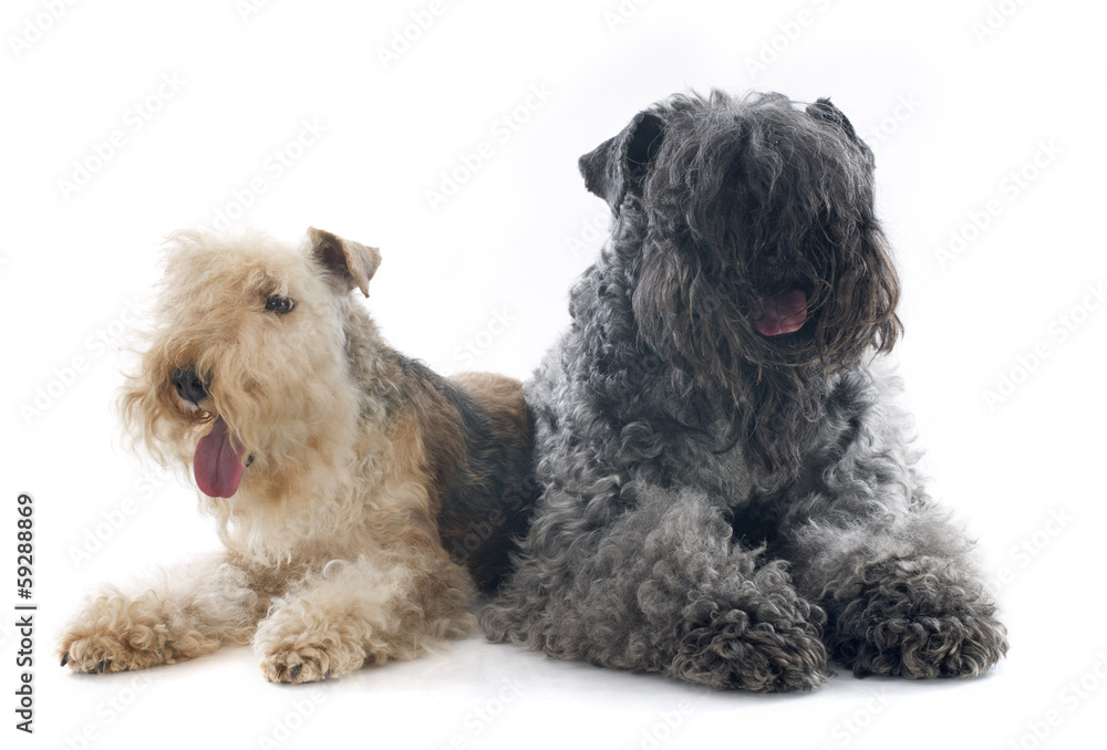 kerry blue terrier and lakeland terrier