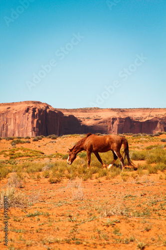 Wild horse