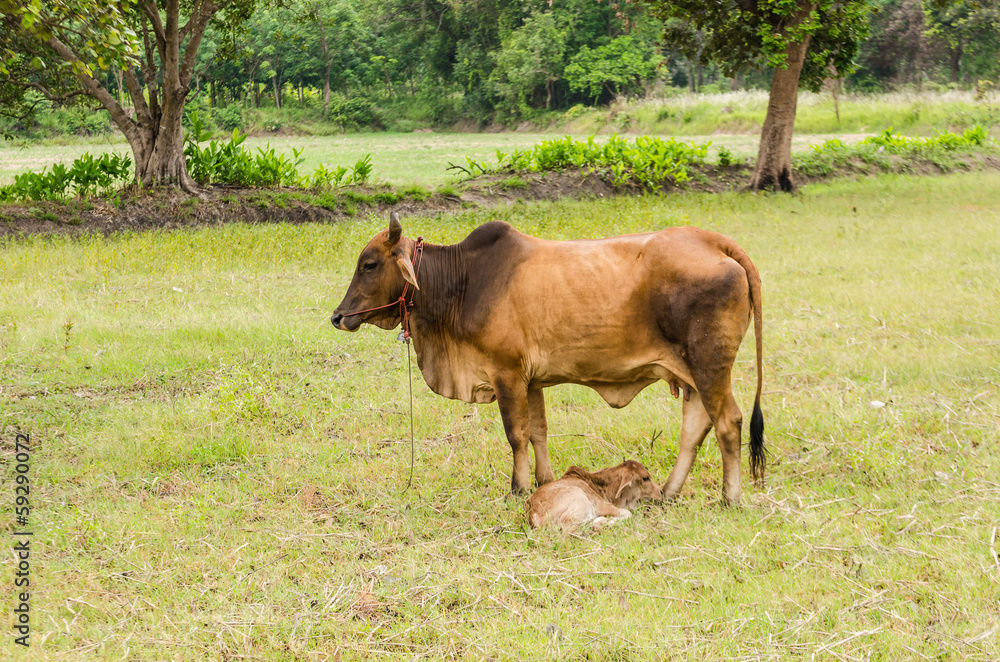 Fototapeta premium Cow and grass