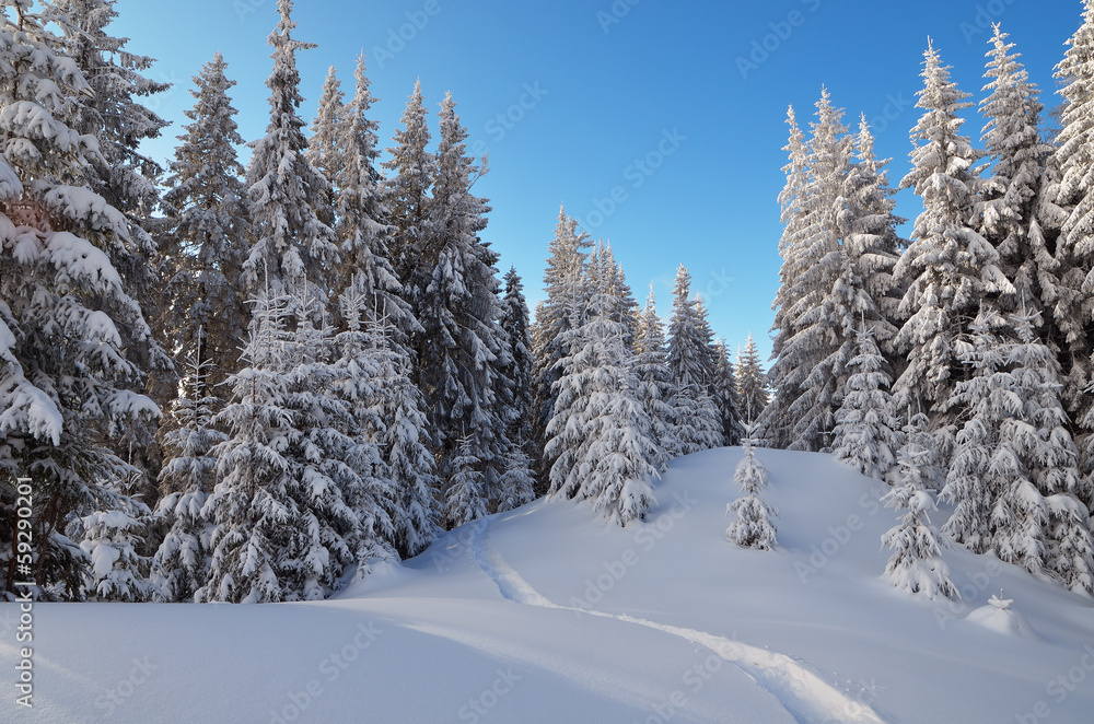 Trail in the snow in the forest