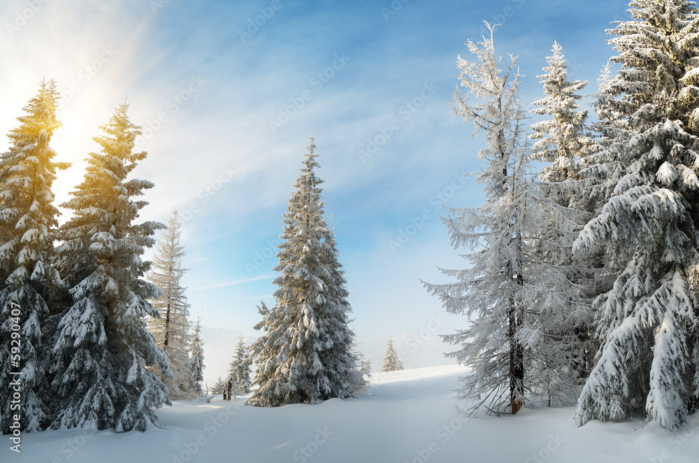 Winter forest in mountains Winter forest in mountains