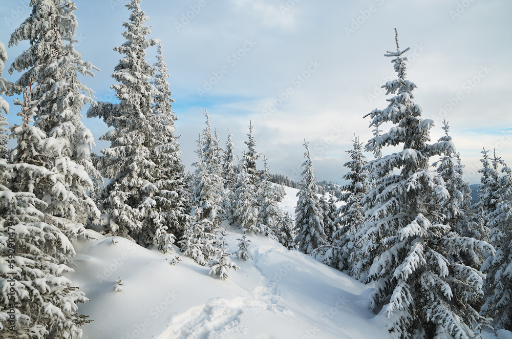 Trail in a mountain forest in winter Trail in a mountain forest in winter