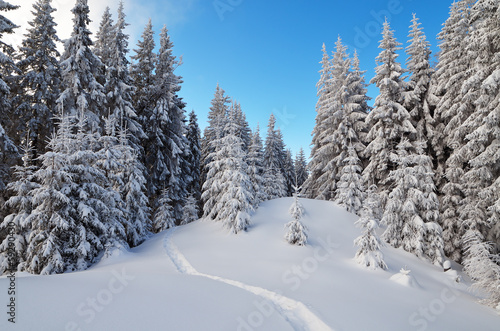 Winter landscape with a forest path