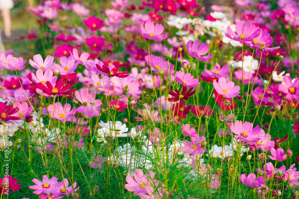 Beautiful Cosmos flower  field