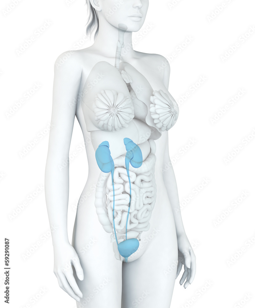 Harnsystem einer Frau, Illustration Harnsystem einer Frau, Illustration
