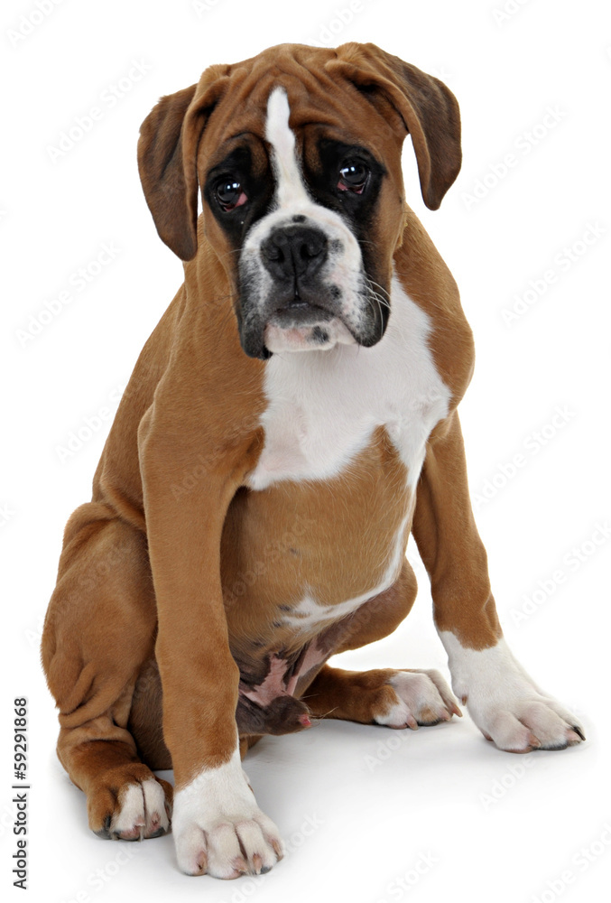 red dog breed boxer shot in the Studio on a white background.