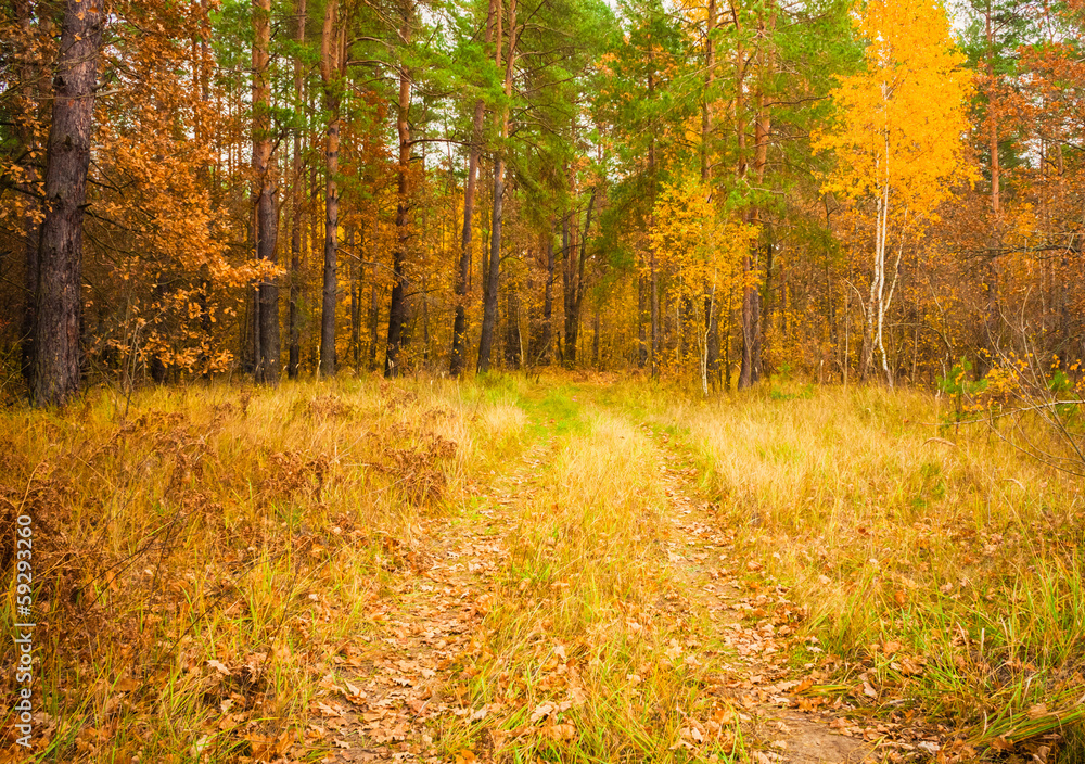 Fototapeta premium Colorful autumn trees in forest