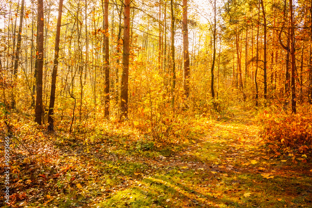 Fototapeta premium Colorful autumn trees in forest