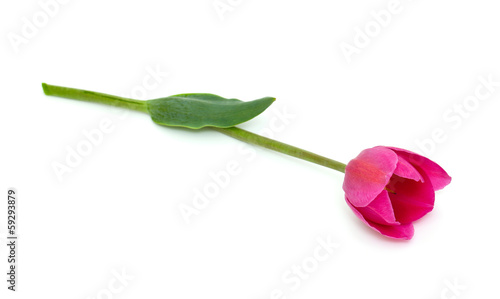 Fototapeta Naklejka Na Ścianę i Meble -  pink tulip isolated on white background