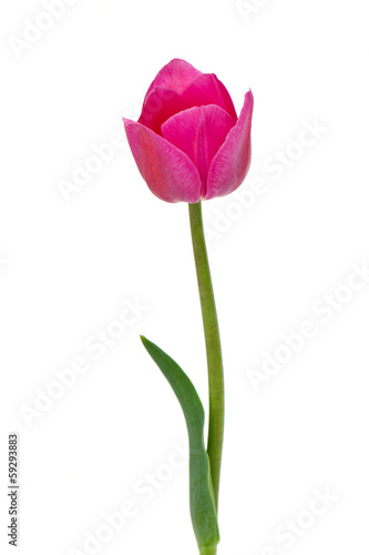 Fototapeta Naklejka Na Ścianę i Meble -  pink tulip isolated on white background