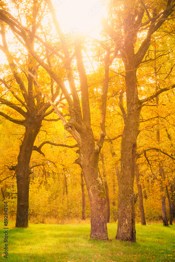 Dawn in old summer forest Dawn in old summer forest