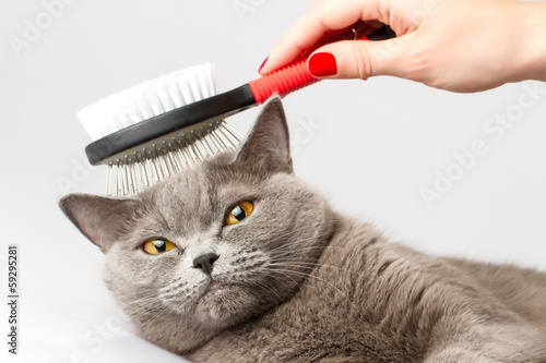 Foto woman combing British cat on white background