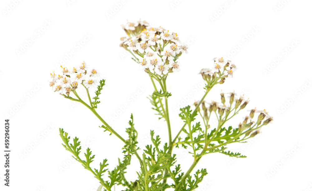 Achillea millefolium flower Achillea millefolium flower