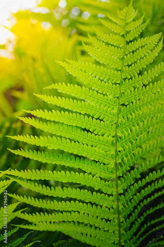Fresh green fern leaves Fresh green fern leaves