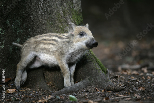 Wild boar, Sus scrofa © Erni