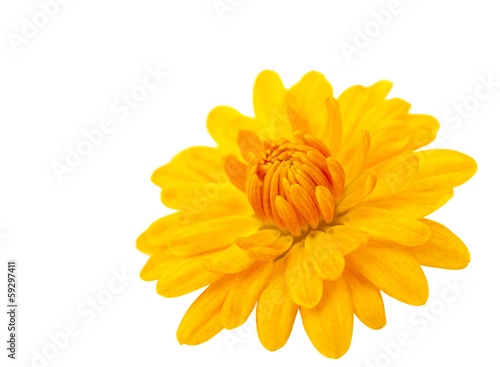Fototapeta Naklejka Na Ścianę i Meble -  chrysanthemum isolated