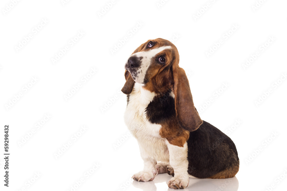 Cute Basset dog sitting and looking up, isolated on white Cute Basset dog sitting and looking up, isolated on white