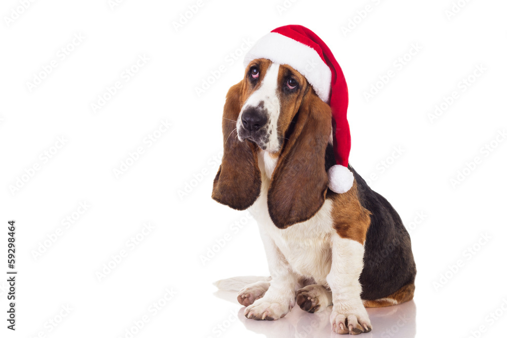 Christmas puppy Christmas puppy