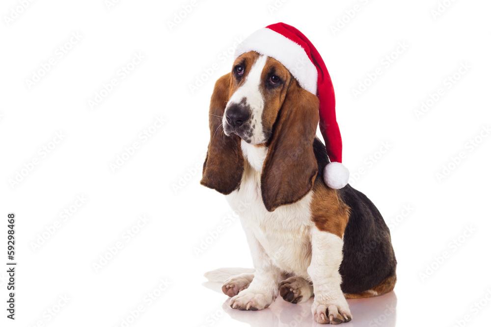 Christmas Basset puppy sitting and looking away