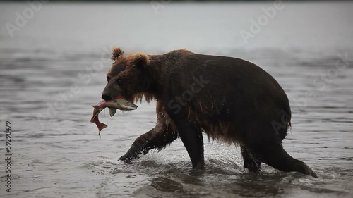 bears fishing