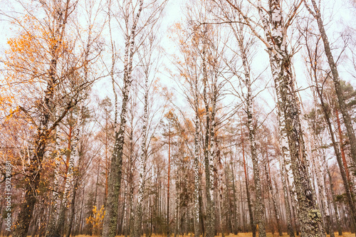 Grove of birch trees and in autumn
